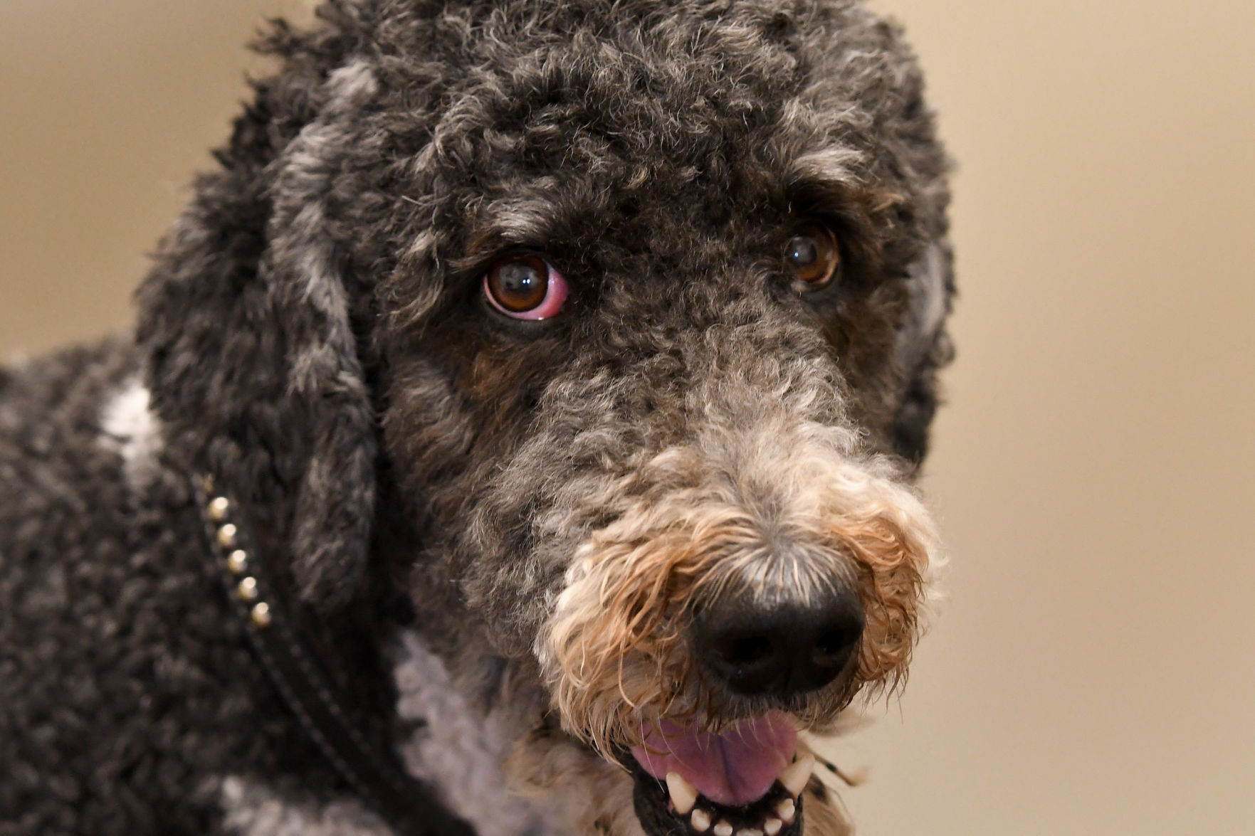 Archer therapy dog 11
